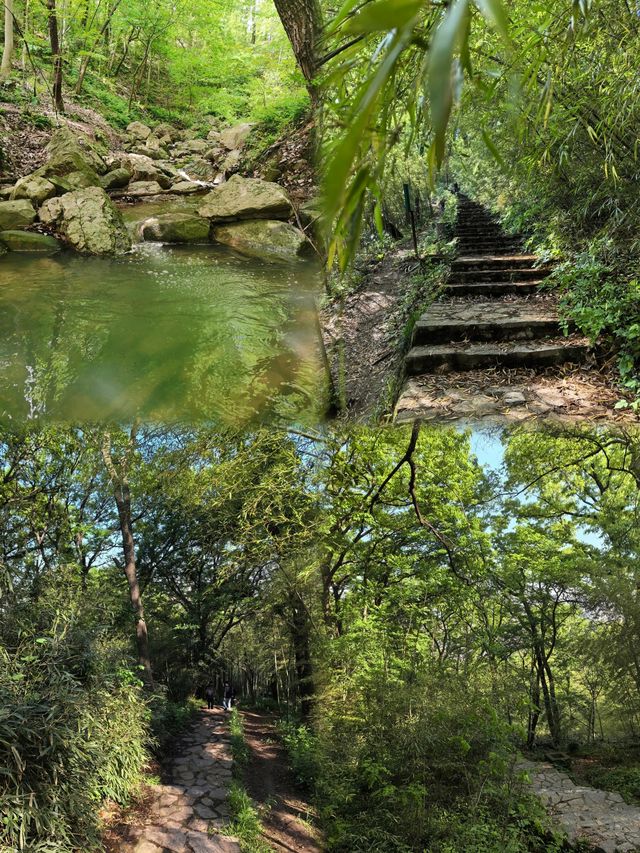 南京紫金山生態徒步，解鎖城市綠肺之秘境突圍