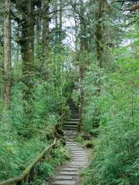 我走過許多徒步路線但在原始森林裡徒步還是頭一回