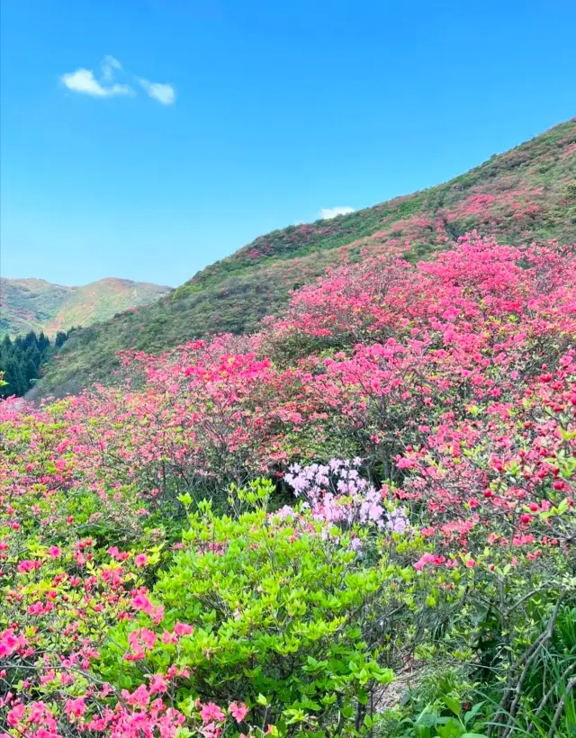 The Dawei Mountain boasts over 100,000 mu of azaleas that have entered their prime viewing period