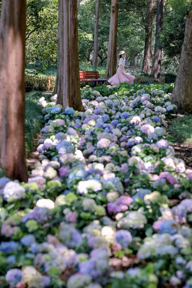 Awaken the summer candy colors, the hidden hydrangea forest in Hangzhou