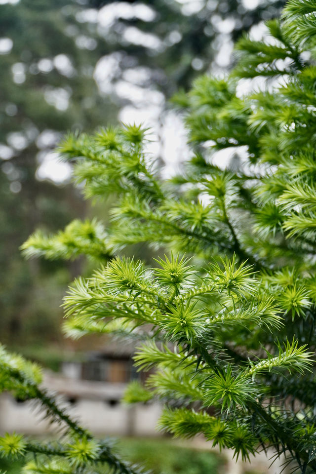 柳州融水 | 3H可達，找個週末去山裡放空