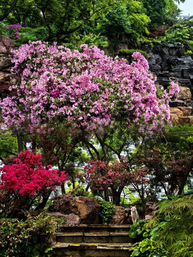上海市中心的公園都這麼美的嘛！！