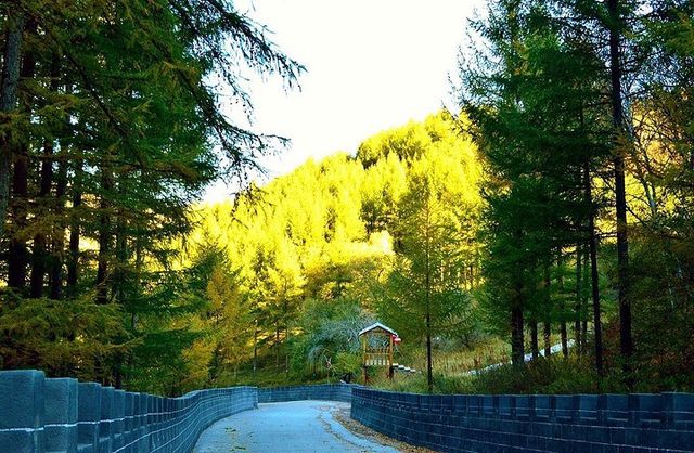 烏蘭察布市興和縣蘇木山林場