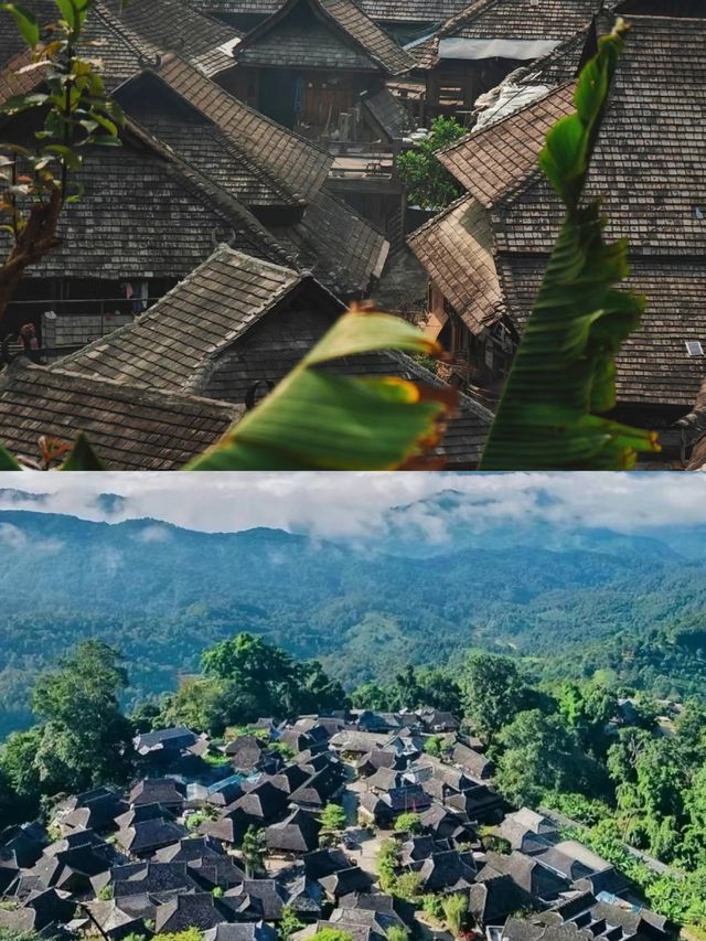 【景迈山】有五片栽培型古茶林