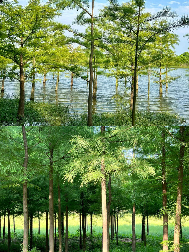 無盡夏已開合肥人有屬於自己的綠野仙蹤