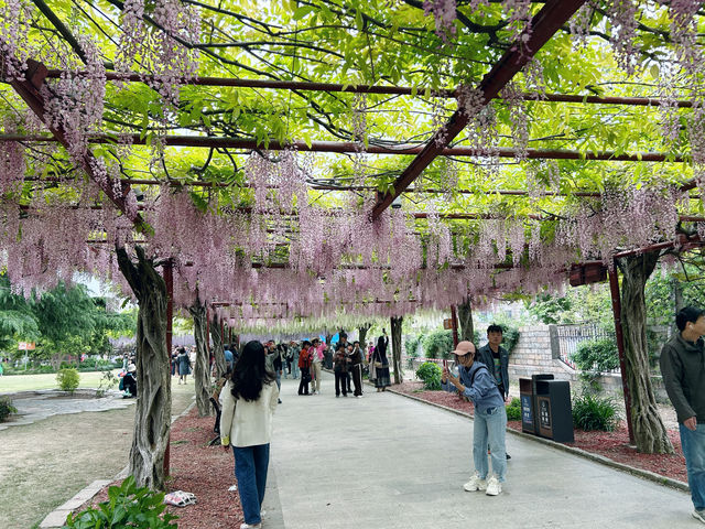 上海嘉定賞花好去處推薦，紫藤園