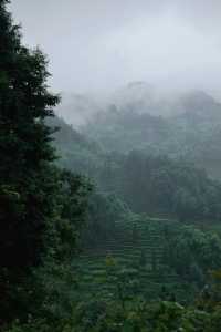 去雅安山里赴一場煙雨，尋一席靜謐，淋一身詩意