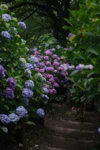 梅雨季的下田公園“紫陽花”