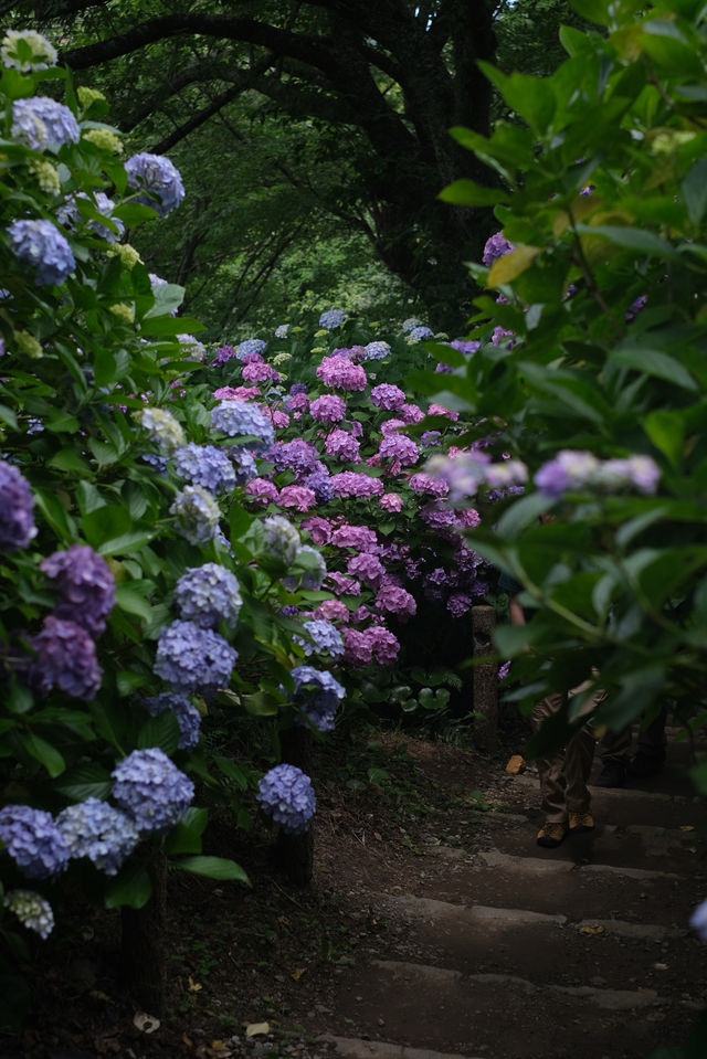 梅雨季的下田公園“紫陽花”