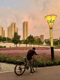 在佛山市區我找到了隱藏起來的花海公園