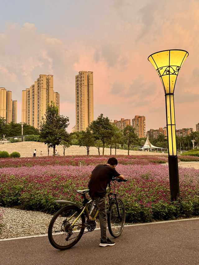 在佛山市區我找到了隱藏起來的花海公園