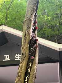 野三坡百里峽景區～愛了愛了～