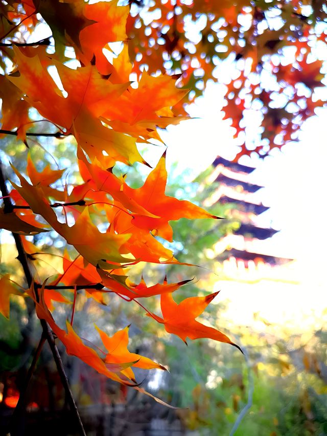 霜葉紅於二月花