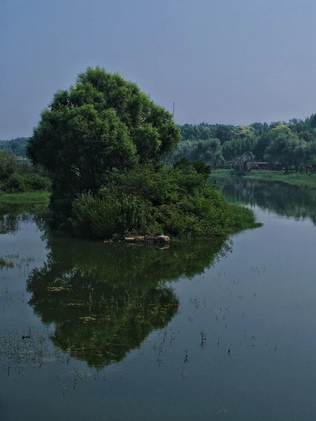 鄭州這個新開放的濕地公園簡直贏麻了。