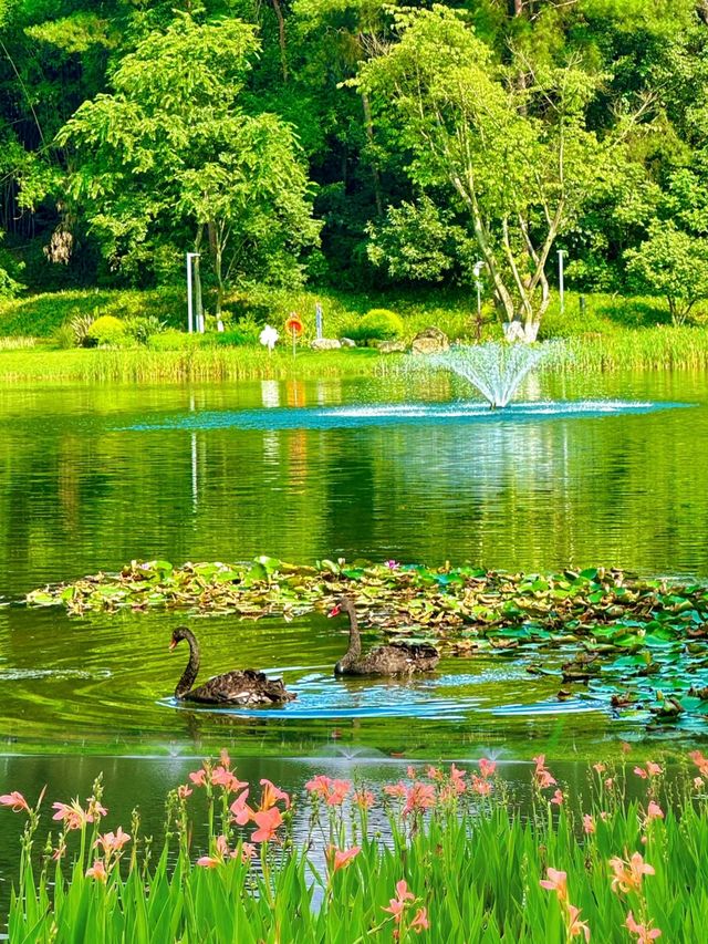 成渡！！我無數次都想去嘅森林寶藏公園！！。