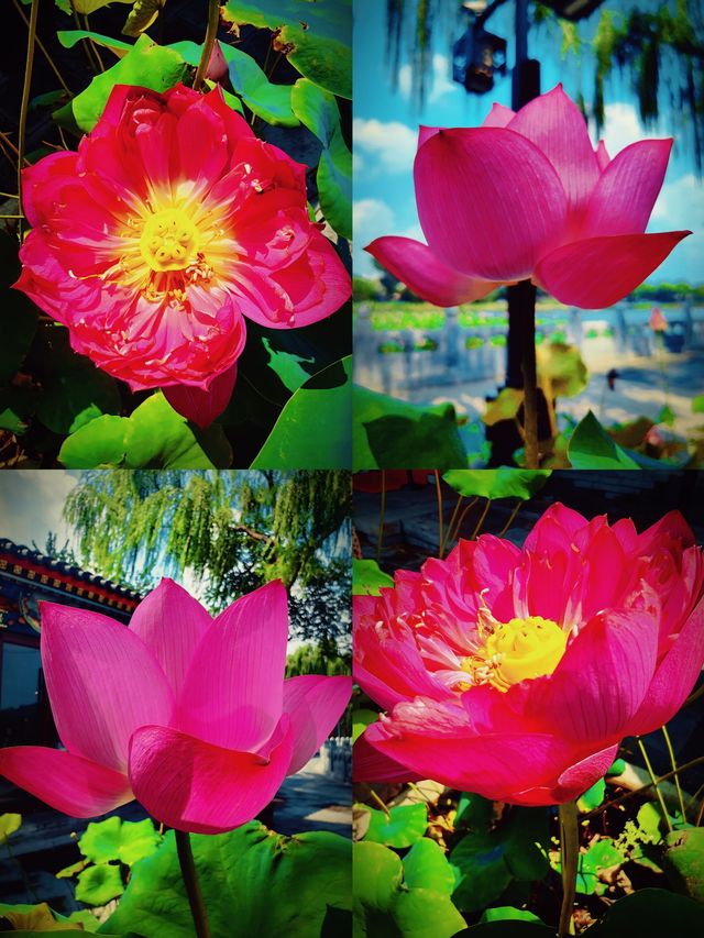 “京”日好去處（十二）——什剎海西海濕地公園