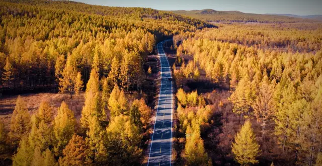 Hulunbuir in autumn.