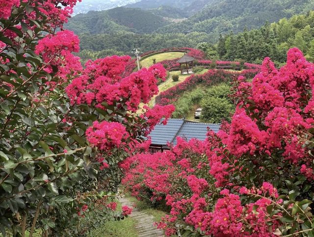 湖南懷化水源山花海景區 | 沉浸漫步在花海芬芳的意境之中。