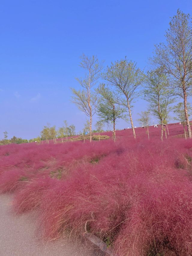 上海濱江森林公園花海谷｜拍照絕美地。