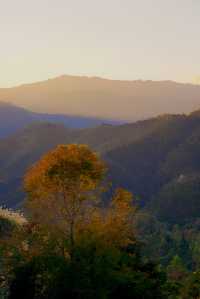 開車兩小時也要看的夕陽，在這座茶山。
