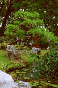 又到了醉白池最美的季節。