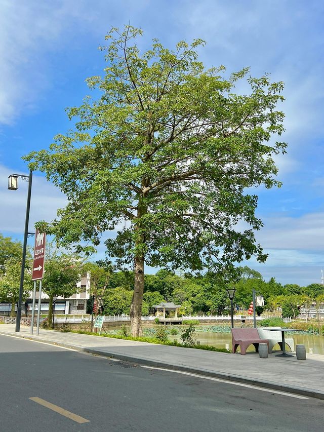 東莞小眾 citywalk 秋日浪漫指南。