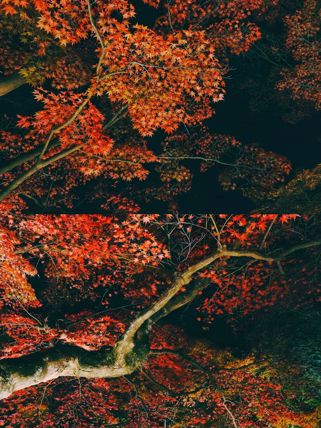 京都賞楓圖鑑：寶嚴院。