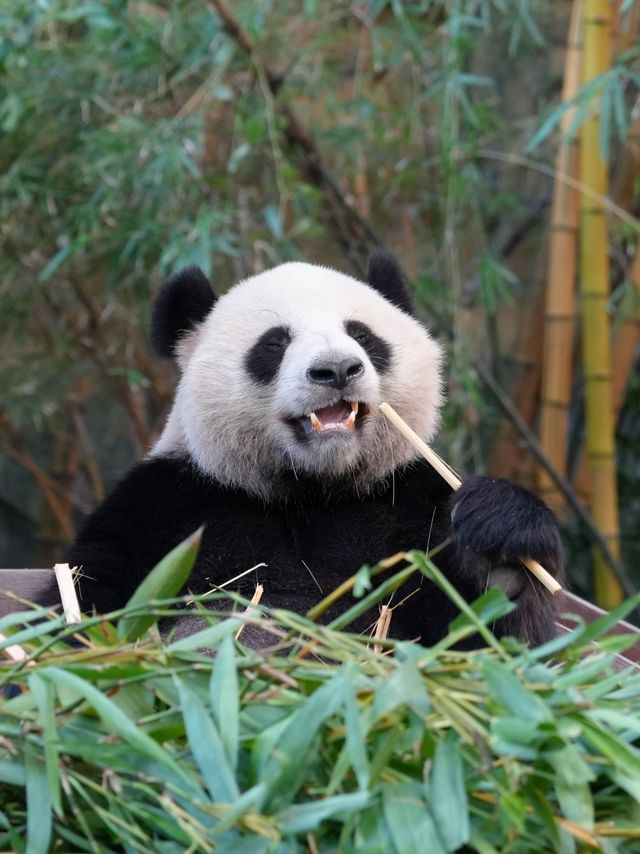 廣州長隆動物園保姆級攻略｜熊貓篇。