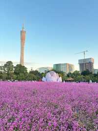 廣州旅遊｜不要錯過廣州塔下浪漫的紫色花海（實拍）。