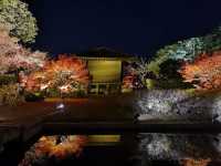 Experience the Enchanting Night Maple at Toji Temple