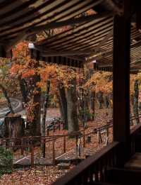 日光紅葉｜一場雨，便進入了秋色的仙境。