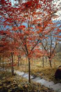 成都自駕1.5小時｜人少小眾，賞銀杏、紅楓～。