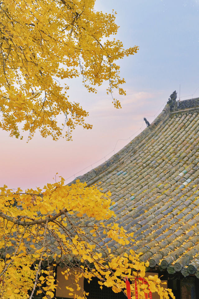 成都周邊1H｜赴一場千年古寺的銀杏之約。