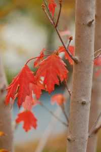 11月20日實拍上海這裡的楓葉已經紅啦。