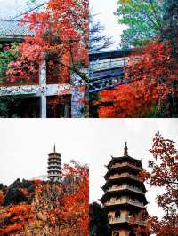 濟南紅葉谷｜為了一片葉，去赴一座山。