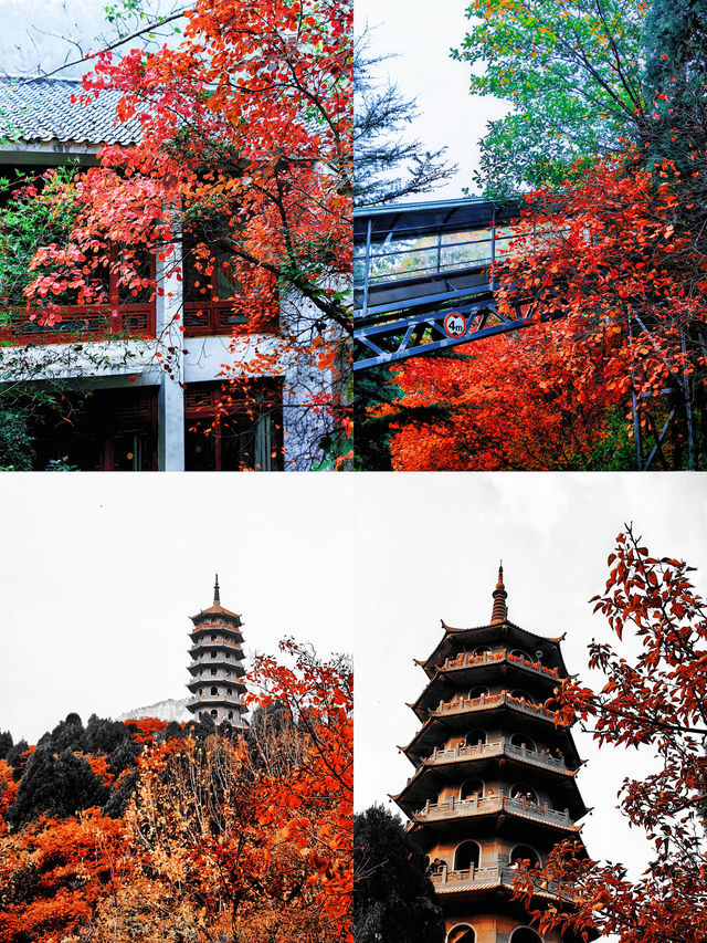 濟南紅葉谷｜為了一片葉，去赴一座山。