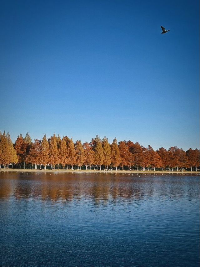 東京紅葉觀賞地｜秋日最美水鄉公園。