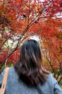 南京棲霞山紅楓觀賞攻略。
