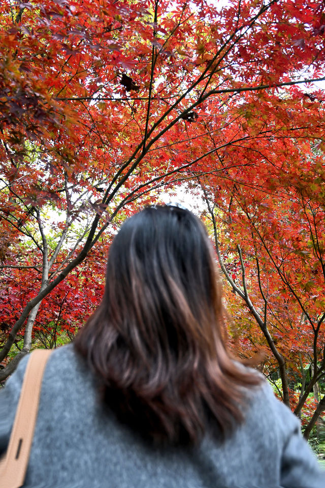 南京棲霞山紅楓觀賞攻略。