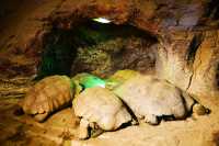 神奇動物在成都｜與自然零距離接觸