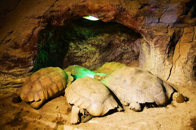 神奇動物在成都｜與自然零距離接觸