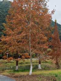 帽子峰原圖丨來對時候，銀杏、紅楓和落羽杉都看了