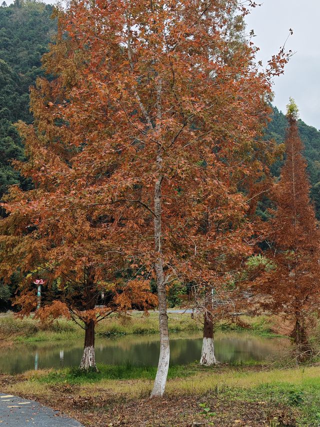 帽子峰原圖丨來對時候，銀杏、紅楓和落羽杉都看了