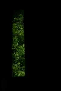 琅勃拉邦 時尚住宿花