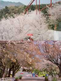 釜山周邊遊|金海櫻花自行車(附攻略)