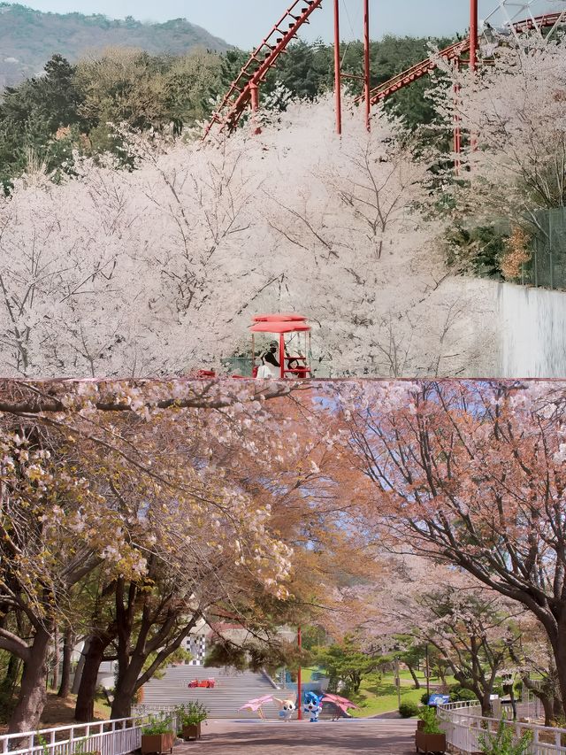 釜山周邊遊|金海櫻花自行車(附攻略)