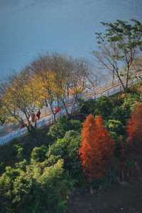 福州水杉林月亮灣！