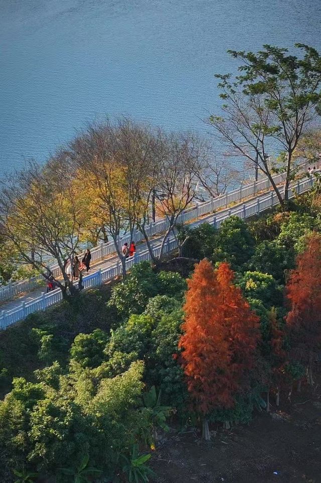 福州水杉林月亮灣！