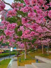後海中心河公園｜紫花風鈴木盛開的冬天