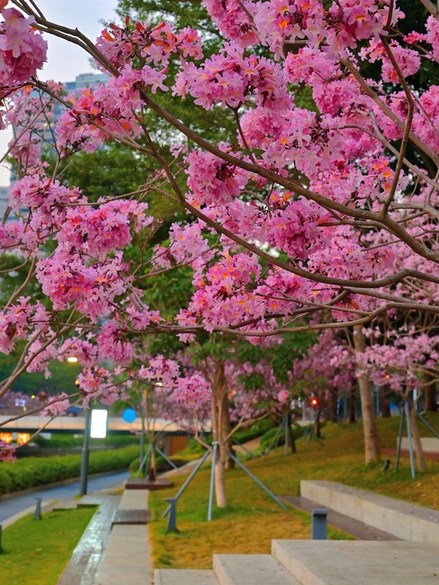 後海中心河公園｜紫花風鈴木盛開的冬天